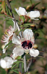 Leptospermum repo