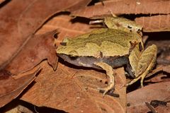 Hamptophryne boliviana
