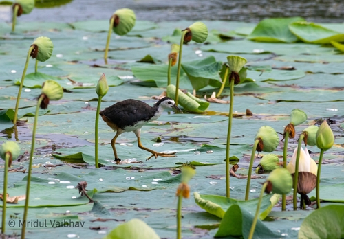 White-breasted Waterhen