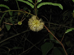 Cojoba graciliflora