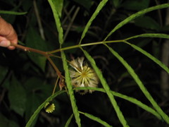 Cojoba graciliflora