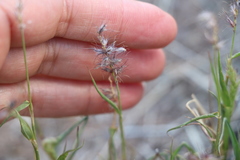 Poaceae