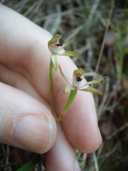 Caladenia atradenia