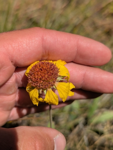 iNaturalist observation 2025-07-07