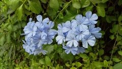 Plumbago auriculata