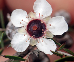 Leptospermum repo