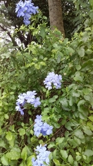 Plumbago auriculata