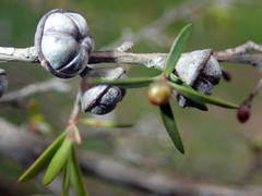 Leptospermum repo