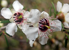 Leptospermum repo