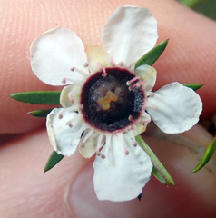 Leptospermum repo