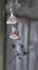 Metepeira labyrinthea