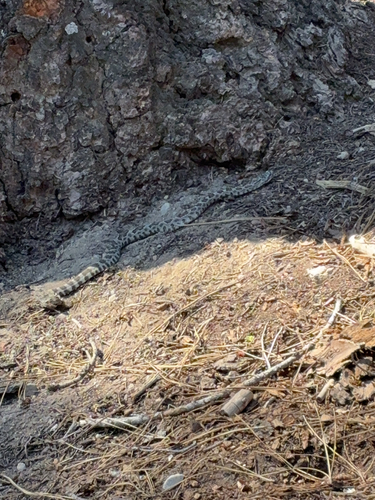 iNaturalist observation photo of Western Rattlesnake