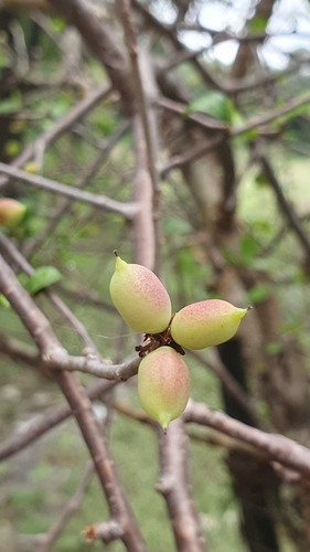 Indian bdellium-tree