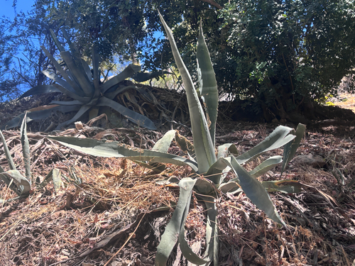 Avistamiento Pita (Agave americana)