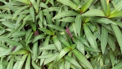 Tradescantia spathacea
