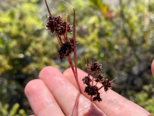 Luzula hawaiiensis observed 2025-07-13