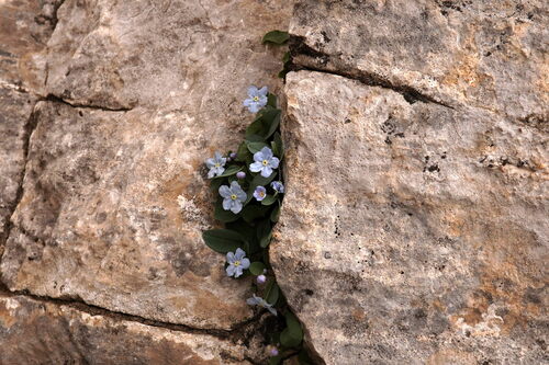 Omphalodes luciliae