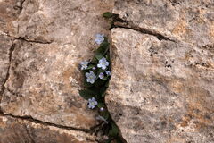 Omphalodes luciliae