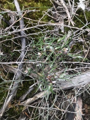 Laxmannia orientalis