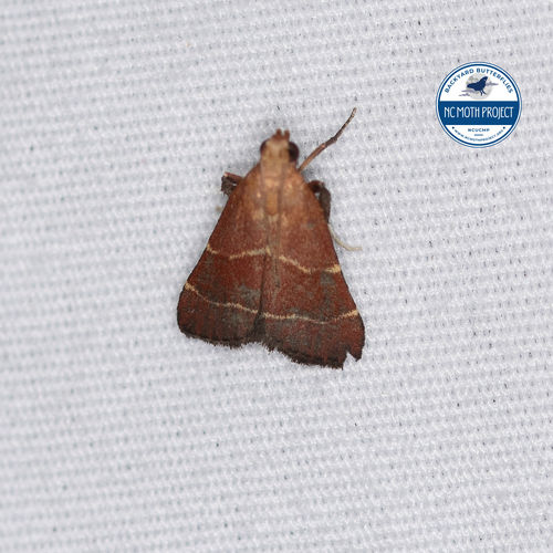 Posturing Arta Moth photo 5