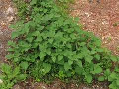 Solanum sarrachoides