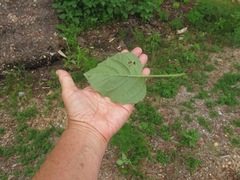 Solanum sarrachoides