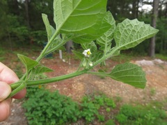 Solanum sarrachoides
