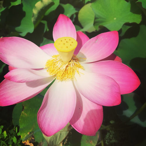 Nelumbo nucifera, 2017-10-11