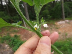 Solanum sarrachoides