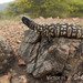 Mexican Beaded Lizard - Photo (c) victor_jimenez_arcos, some rights reserved (CC BY-NC-ND), uploaded by victor_jimenez_arcos