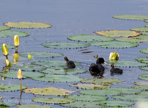 Eurasian Coot