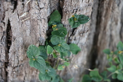Calyptocarpus vialis