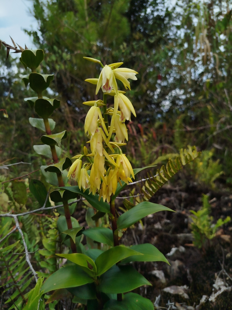 Dilochia wallichii