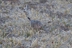 Columbina inca