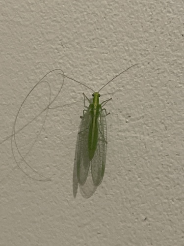 Common green lacewing photo 4