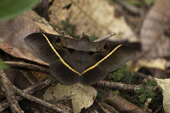 Cyligramma joa