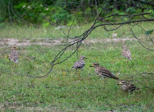 Indian Stone-curlew