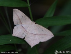 Timandra convectaria