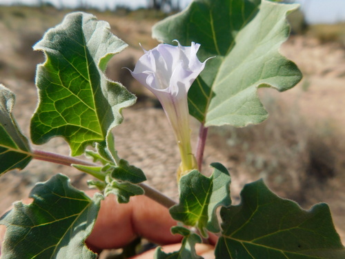 Datura arenicola (Datura arenicola)