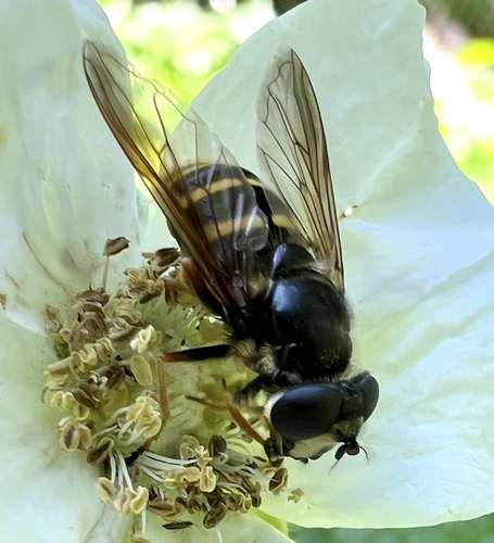 Unknown species found near Custer-Gallatin National Forest, Bozeman, MT, US
