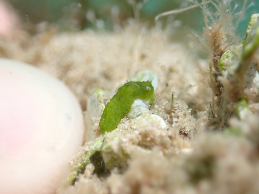 Halimeda Taco Slug