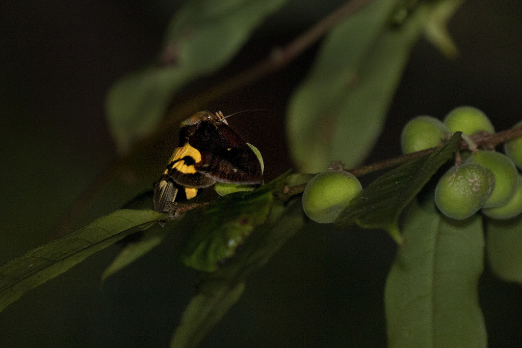 Eudocima boseae