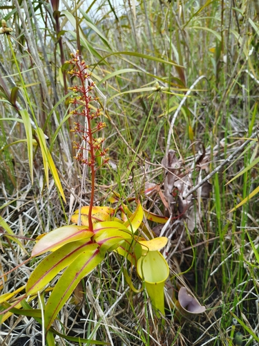 Reinwardt's pitcher-plant (Nepenthes reinwardtiana)
