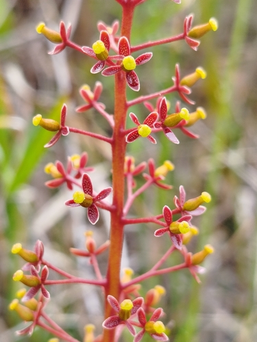 Nepenthes reinwardtiana