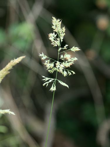 Creeping soft grass (Holcus mollis)