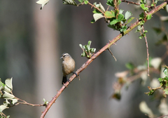 Conirostrum cinereum