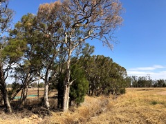 Melaleuca irbyana