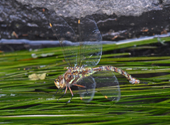 Rhionaeschna marchali