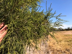 Melaleuca irbyana