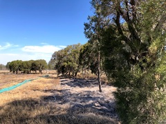 Melaleuca irbyana